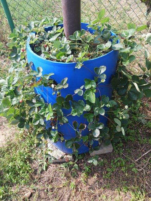 Beczki do sadzenia truskawek/kwiatów