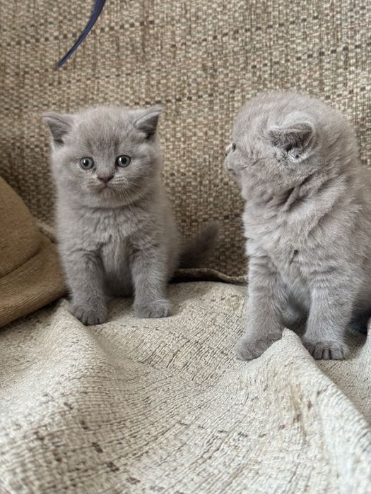 Британскі прямовухі кошенята