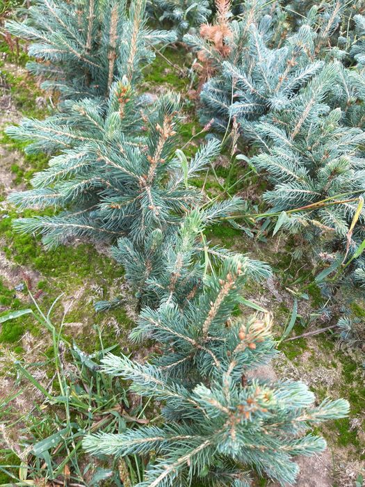 Świerk srebrny 15 cm 25 cm