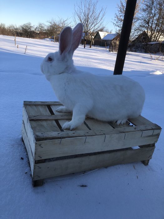 Кролі породи термонці