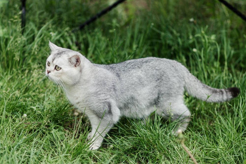 Злучка прямовухий кіт