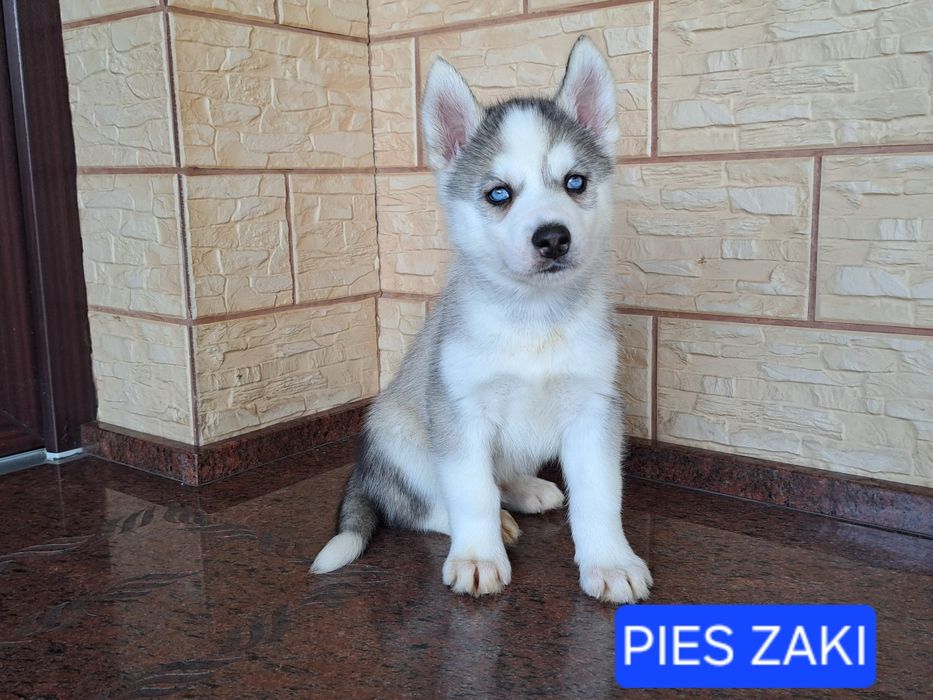 Husky Syberyjski