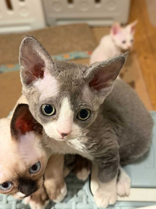 Kotka Devon Rex FPL
