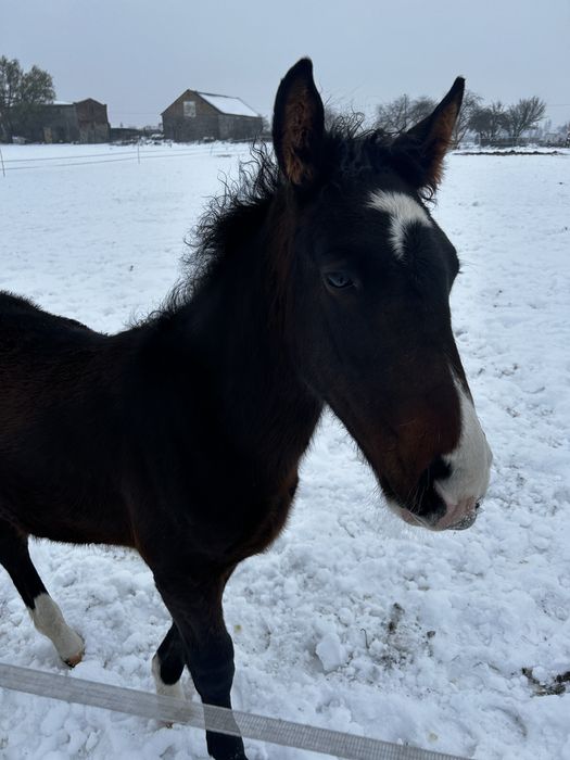 Wyjątkowy ogierek z potencjałem