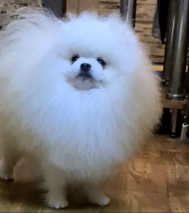 Вязка.Померанский Белый шпиц.FCI