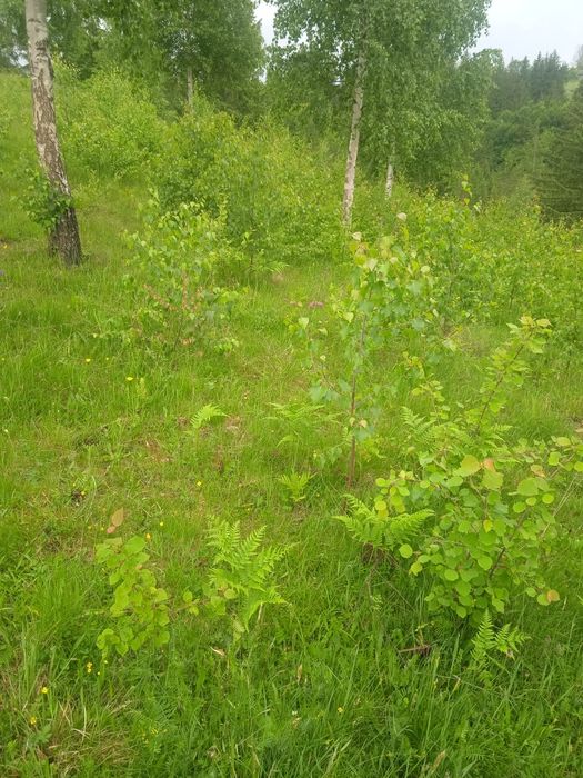 Огорожа,паркан живий