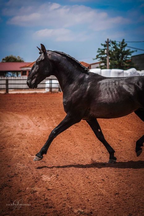 Cobrição - Garanhão PSL Preto de Linhagem de Excelência para cobrições