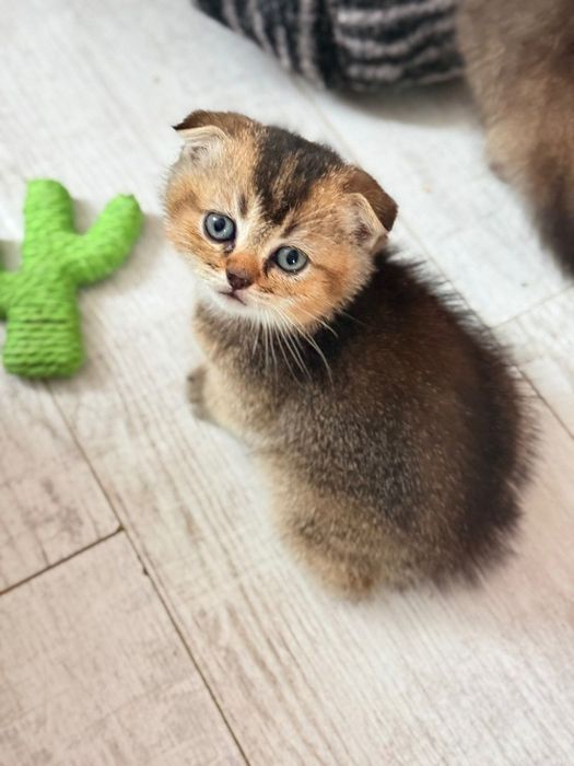 Кошенята шотландської кішки