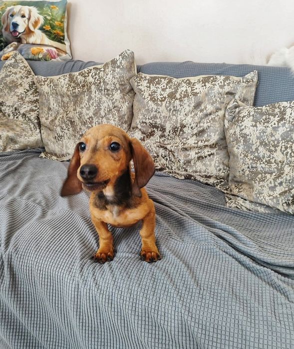 Rodowodowy Piesek Jamnik krótkowłosy  • GOTOWE DO ODBIORU