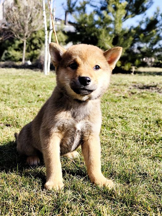 Гарнесенький хлопчик Шиба/ Сіба Іну