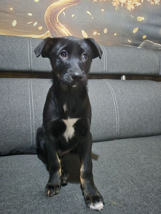 Цуценята в добрі руки