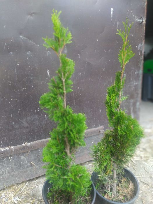 Tuja Szmaragd formowana