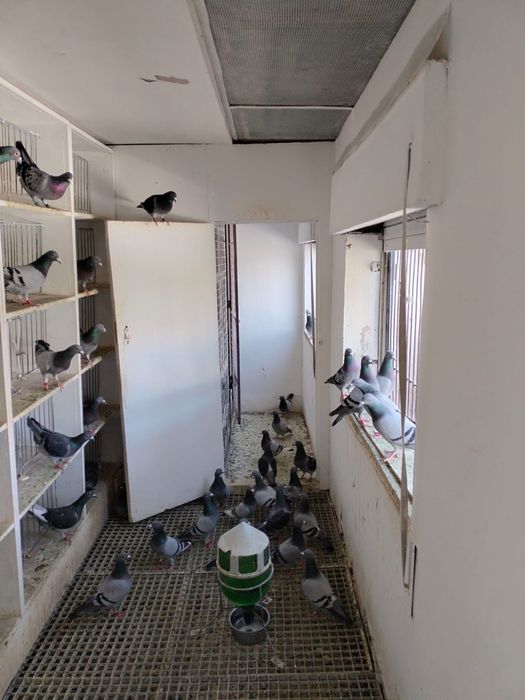 Vende-se pombos ou colónia total