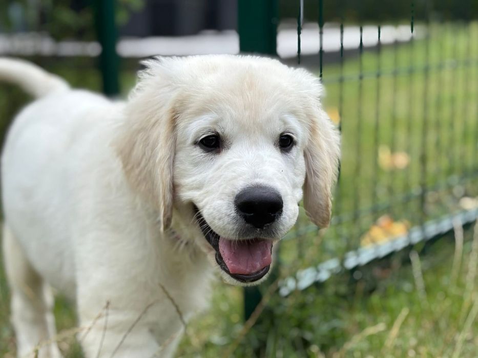 Golden Retriever ZKwP/FCI gotowe do odbioru