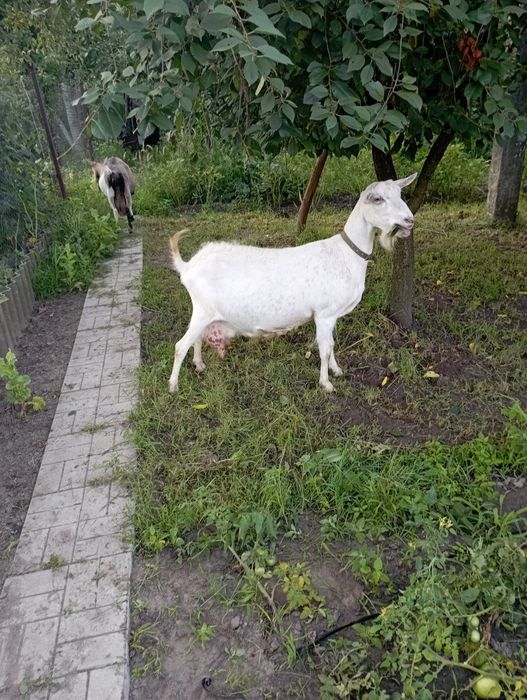 Продаю дві кози.