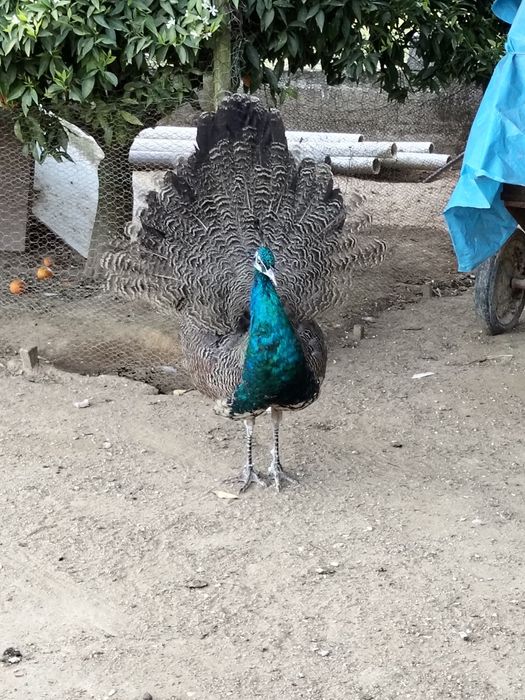 Vendo pavão Macho