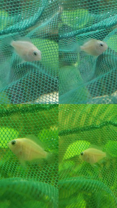 Venda/troca Papagaio Anão Albino (juvenins)