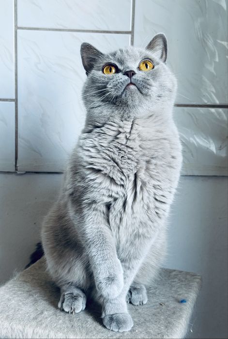 Kotki brytyjskie do adopcji. Rodowod FPL/FIFe