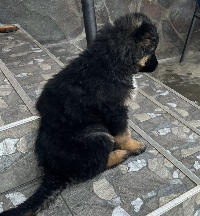 Цуценя німецької вівчарки