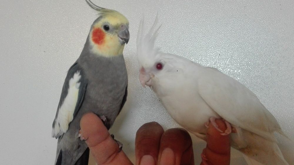 Vendo  agapornis bebés meiguinhos