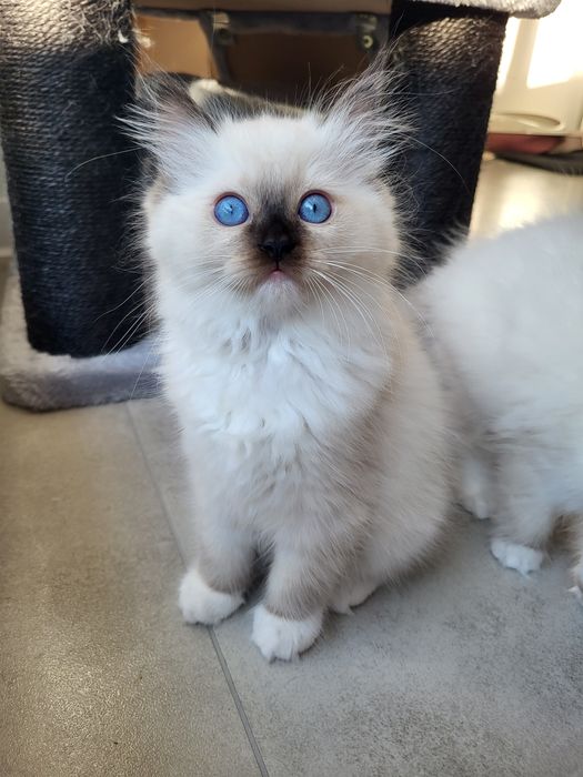 Kotka Ragdoll, rodowód FPL, badania