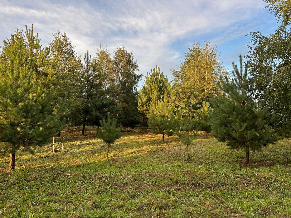 Działka budowlana Konarskie / Czołowo / Kórnik