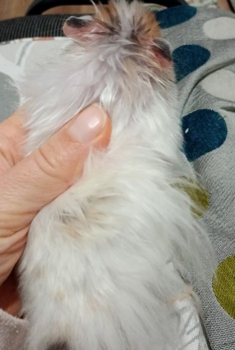 Хом'як королівський пухнастий