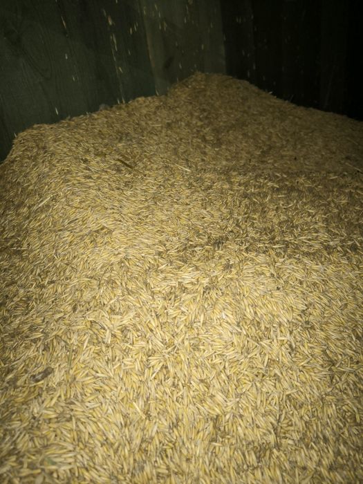 Owies Jary Zbiór 2025