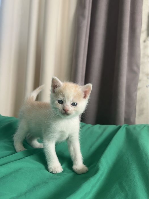 Кошеня риже (маленьке) кіт