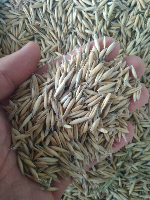 Продам овес 2024 року