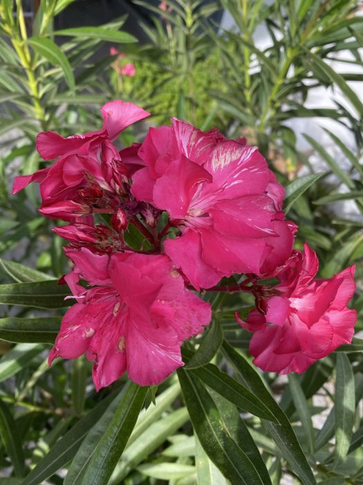 Duży oleander ciemny róż