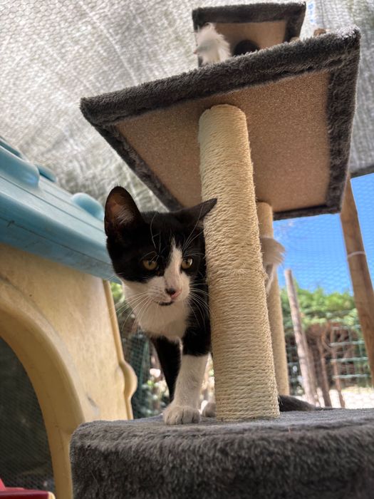 4 gatinhos para adoção