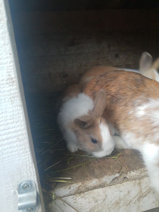 Króliki miniaturki