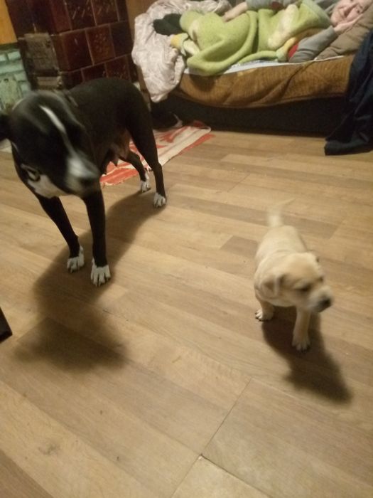 Продам щенят пітбуля