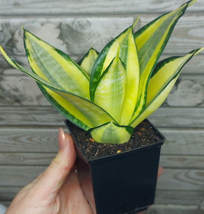 Сансевієрія ханні Люсіль Поланд(Тайська)