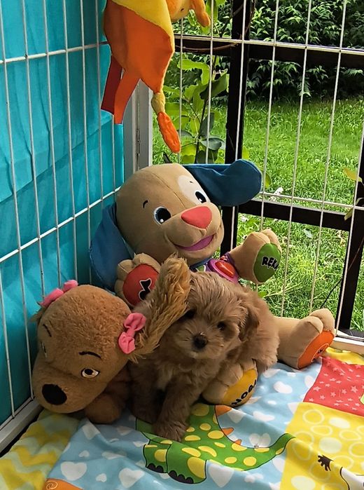 Maltipoo szczenię