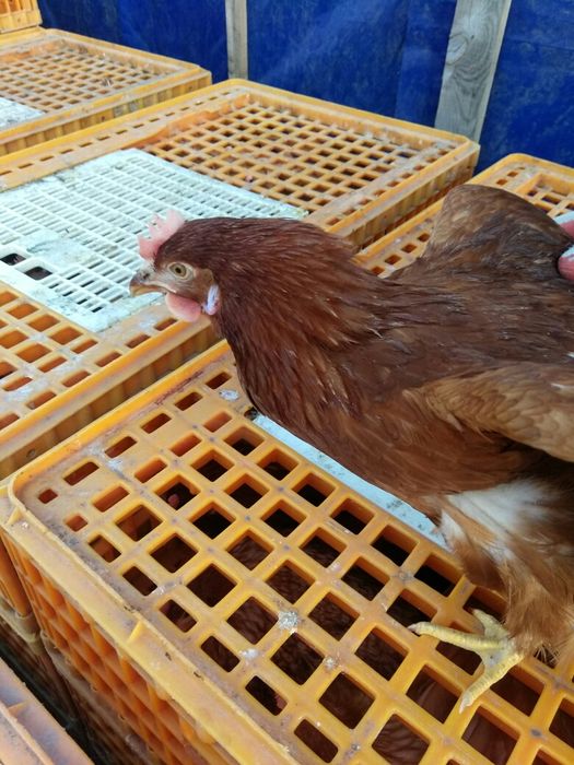 Куры несушки молодые