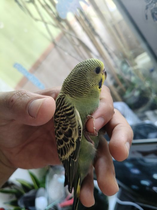 Piriquitos juvenis