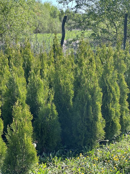 Продам тую Смарагд ,100-140 ,добре розвинена коренева система Шацьк