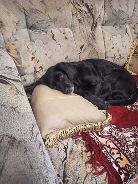 Отдам собаку спаниэль на поддержку даем 2000грн