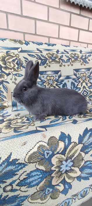 Віденський голубий