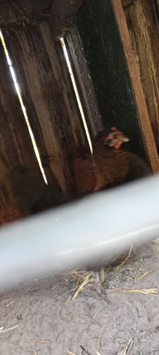 продам курочок,бентамок