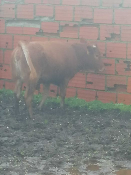 Vitela/Novilha Cx. Limousine