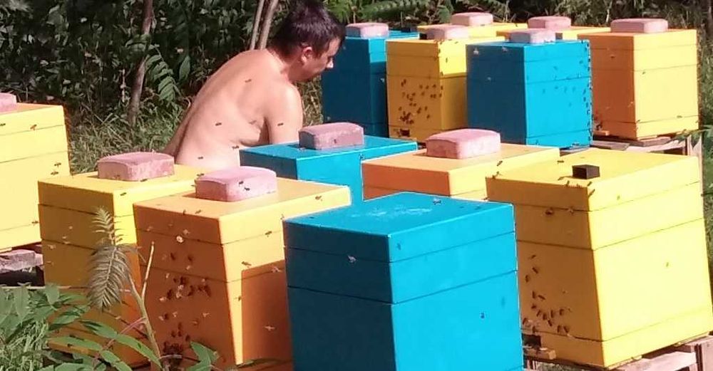 Rodziny odkłady pszczoły Łagodne! Odporne! BUCKFAST PS HYG+