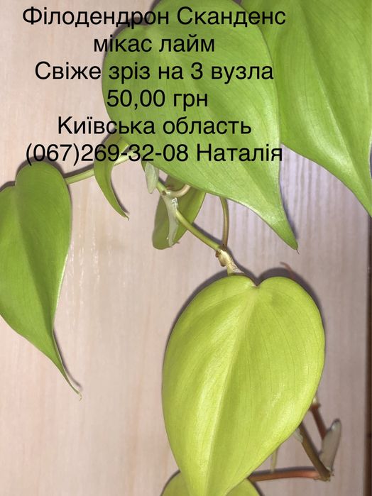 Філодендрон види