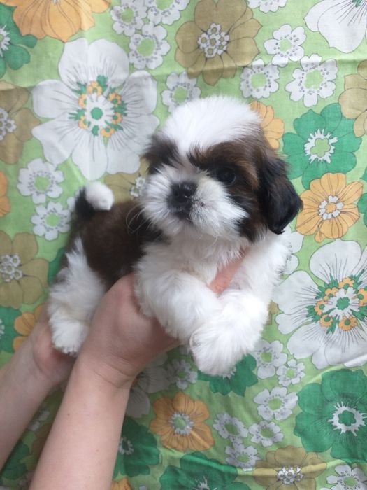 Пухнасті красуні