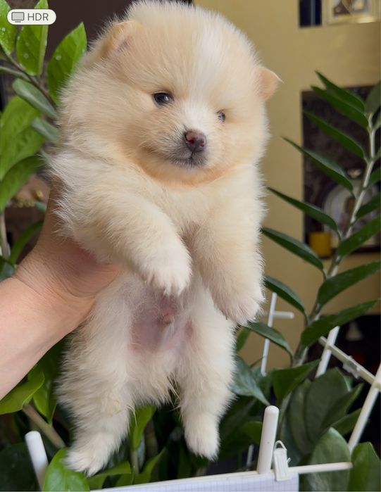 Цуценята породи померанського шпиця