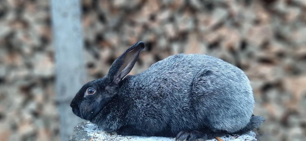 Полтавське срібло