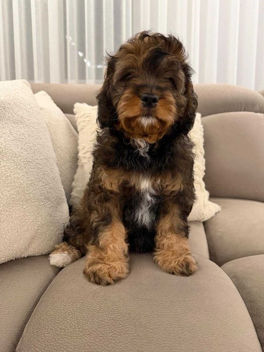 Szczeniak Cavapoo Do Odbioru Hybryda Ras Dziewczynka