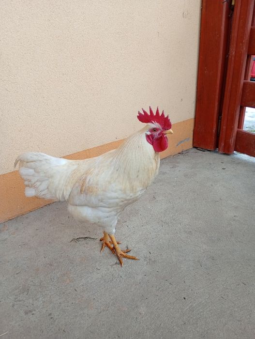 Sprzedam  dorosłego koguta